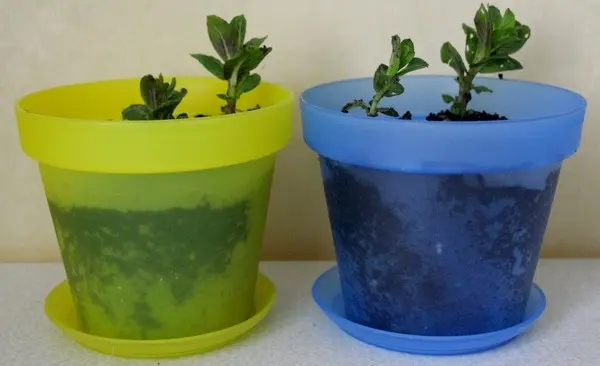 How to plant mint seeds and get luxurious greens