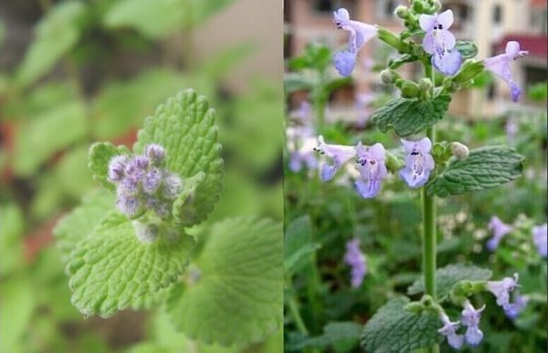 How to plant mint seeds and get luxurious greens