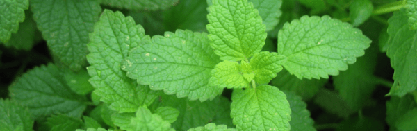 How to plant mint seeds and get luxurious greens