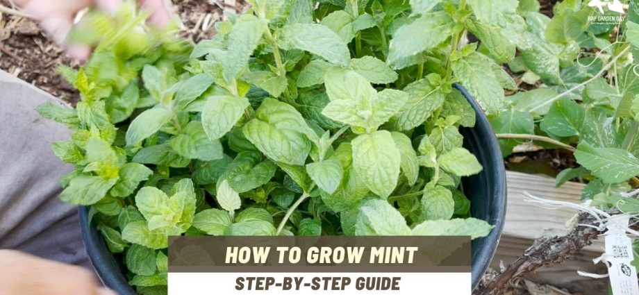 How to plant mint seeds and get luxurious greens