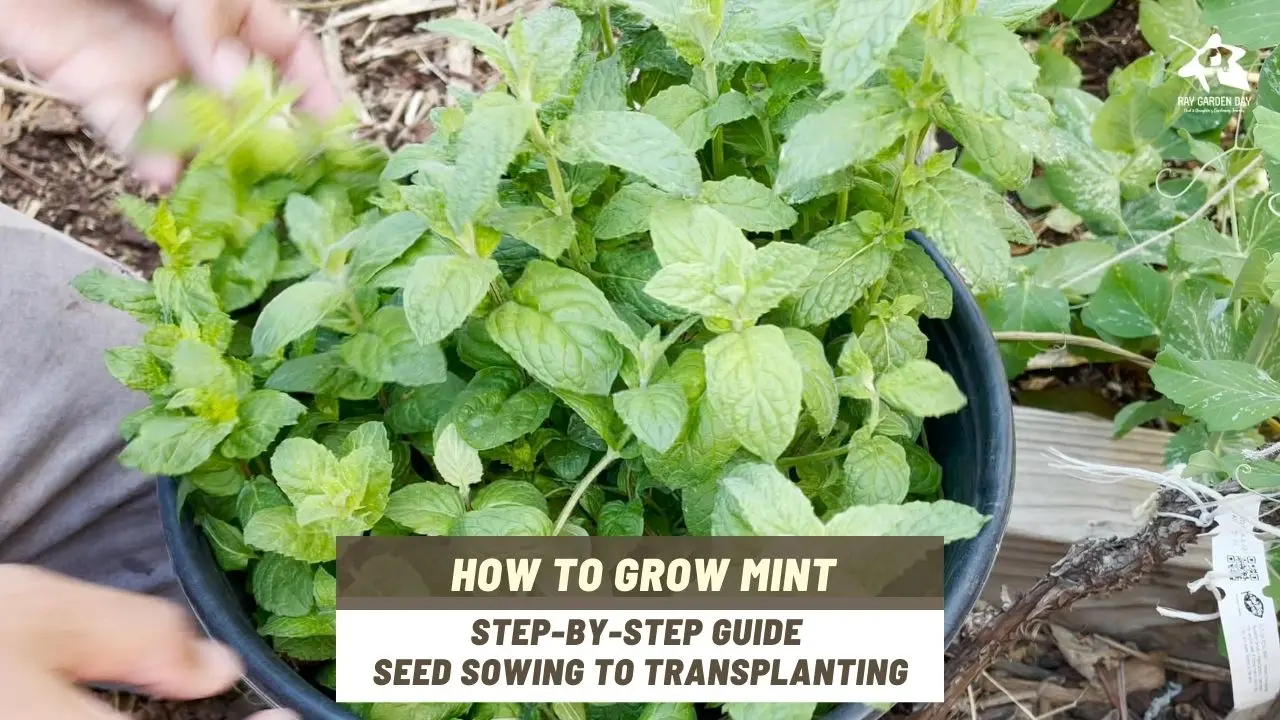 How to plant mint seeds and get luxurious greens