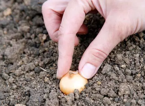 How to plant onion garlic 