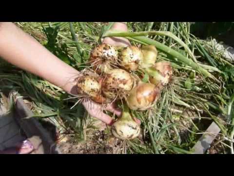 How to plant onion garlic 