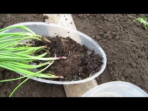 How to plant onion garlic 