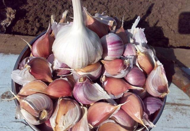 How to plant onion garlic 