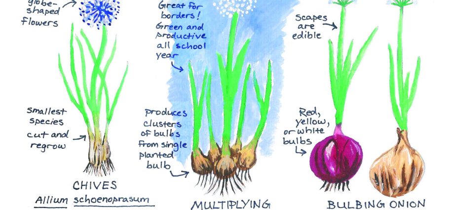 How to plant onion garlic 