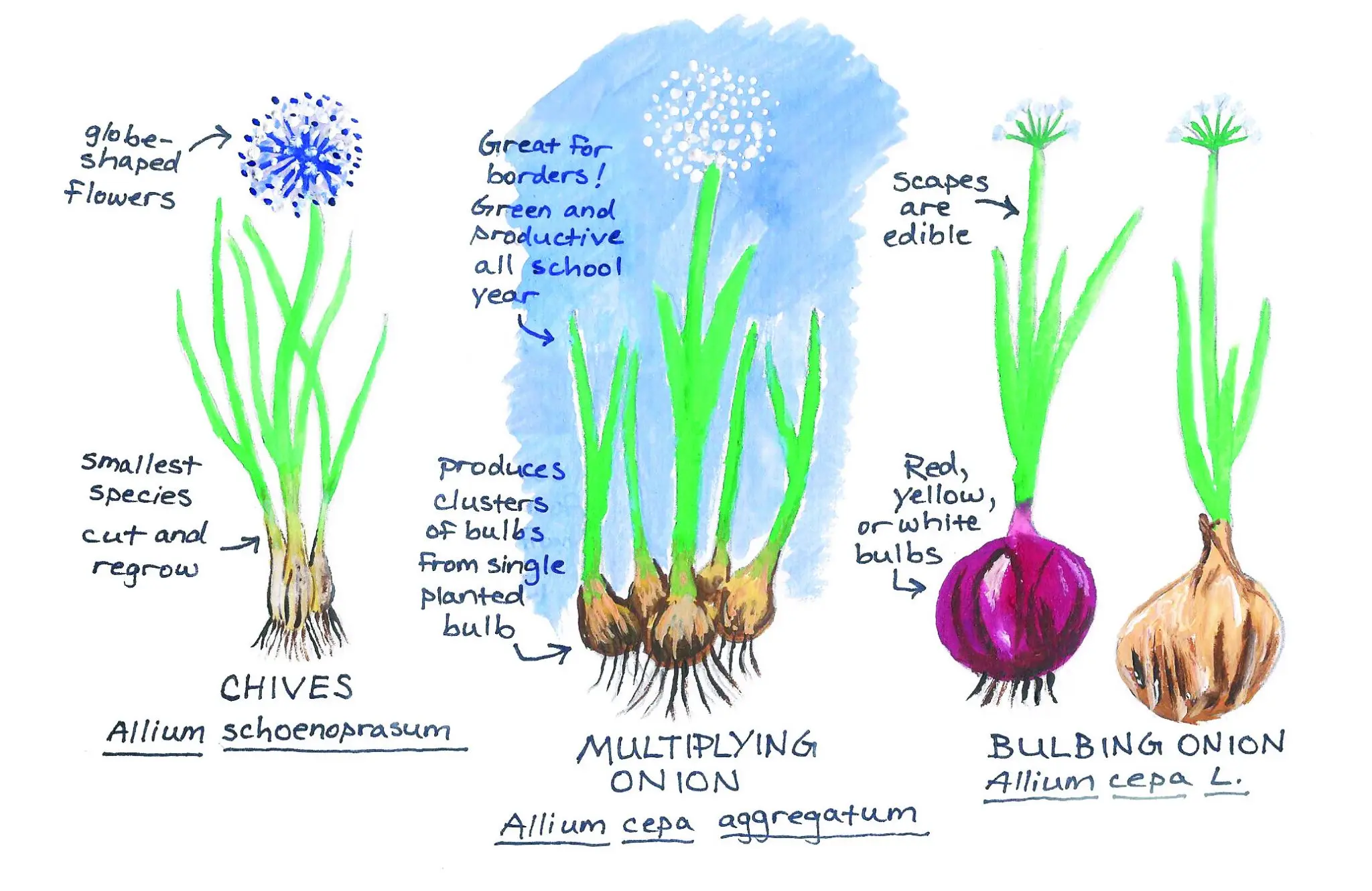 How to plant onion garlic 