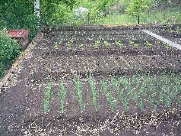 How to plant onions before winter on a turnip