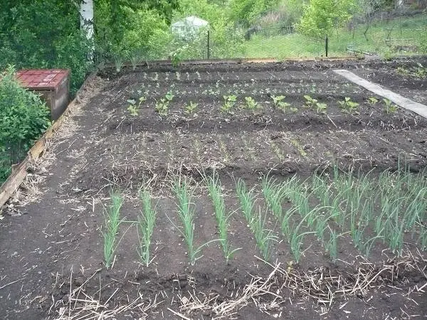 How to plant onions before winter on a turnip