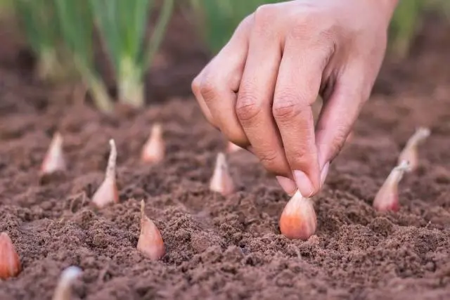 How to plant onions before winter on a turnip