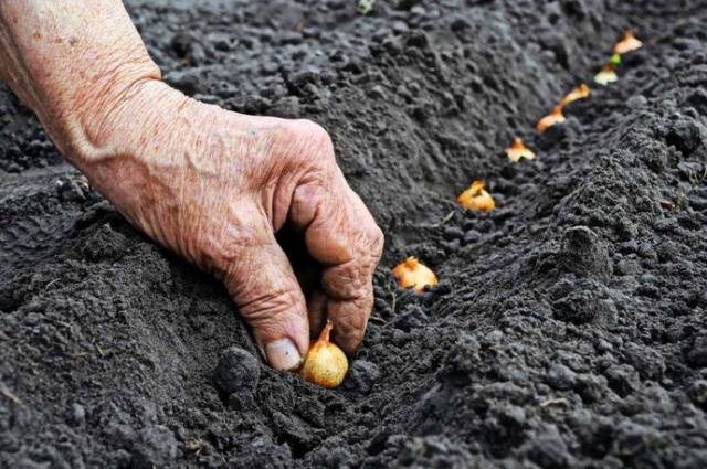 How to plant onions before winter on a turnip