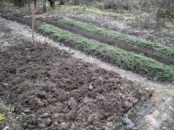 How to plant onions before winter on a turnip