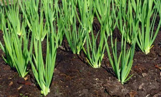 How to plant onions before winter on a turnip