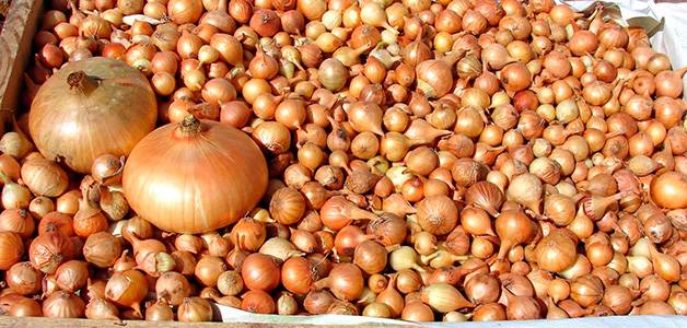 How to plant onions before winter on a turnip