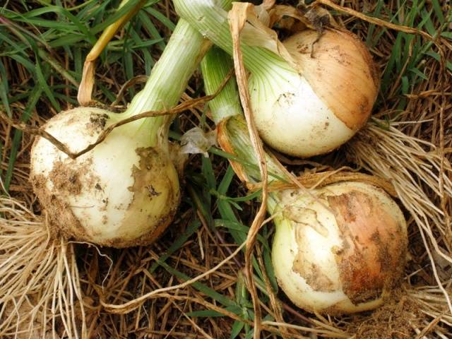 How to plant onions before winter on a turnip