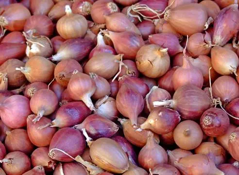 How to plant onions before winter on a turnip