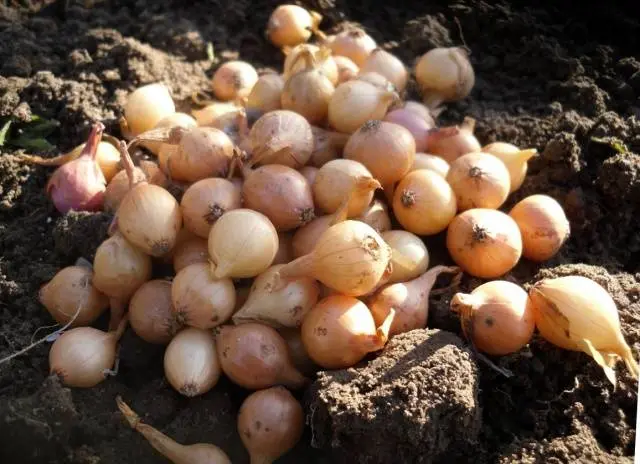 How to plant onions before winter on a turnip