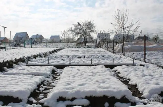 How to plant onions before winter on a turnip