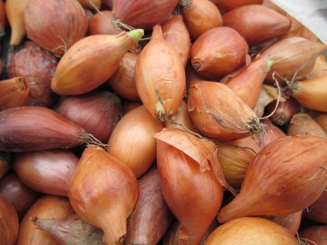 How to plant onions before winter on a turnip