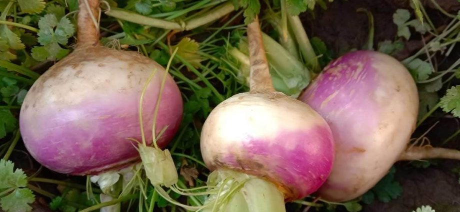 How to plant onions before winter on a turnip