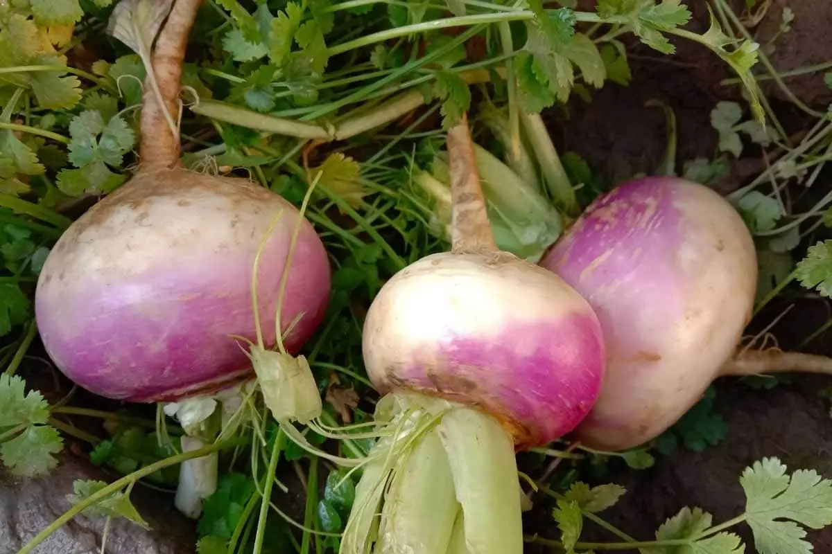 How to plant onions before winter on a turnip