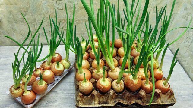 How to plant onions in egg cells