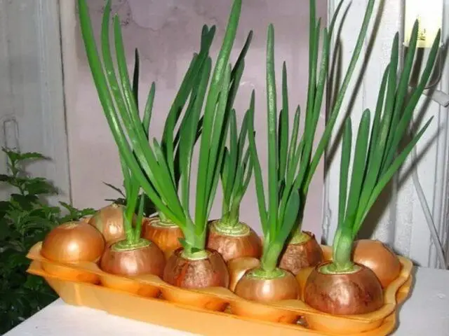How to plant onions in egg cells