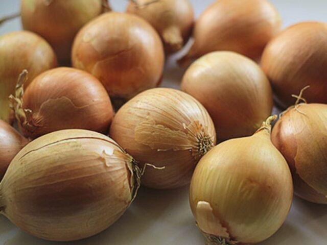 How to plant onions in egg cells