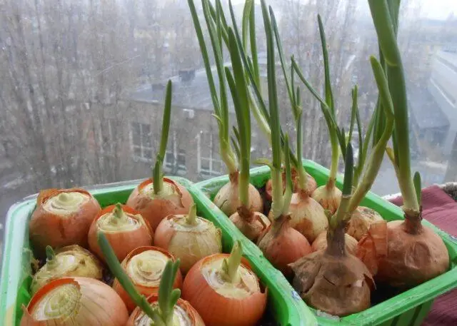 How to plant onions in egg cells
