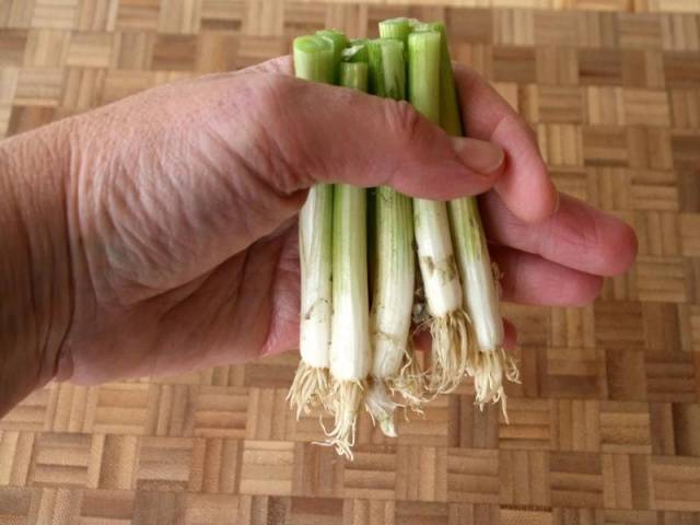 How to plant onions on greens on the windowsill