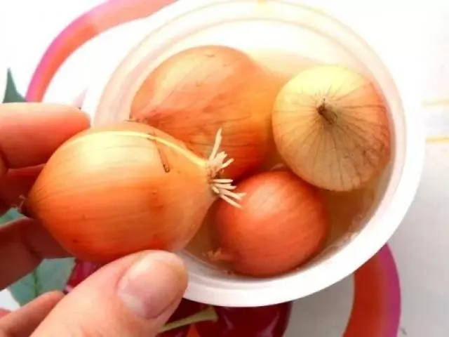 How to plant onions on greens on the windowsill