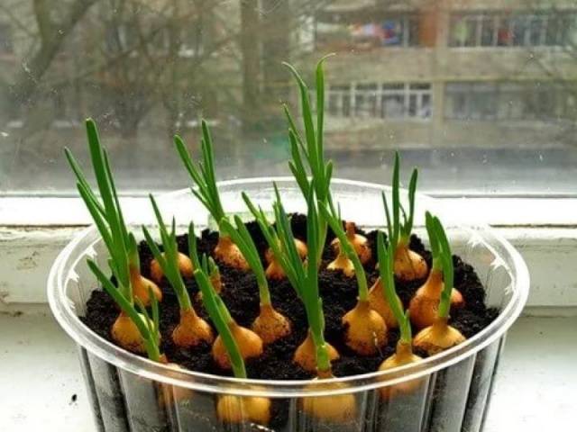 How to plant onions on greens on the windowsill