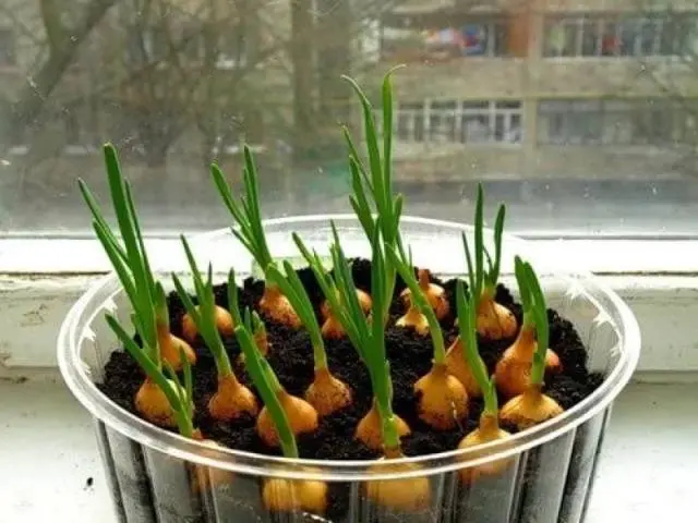 How to plant onions on greens on the windowsill