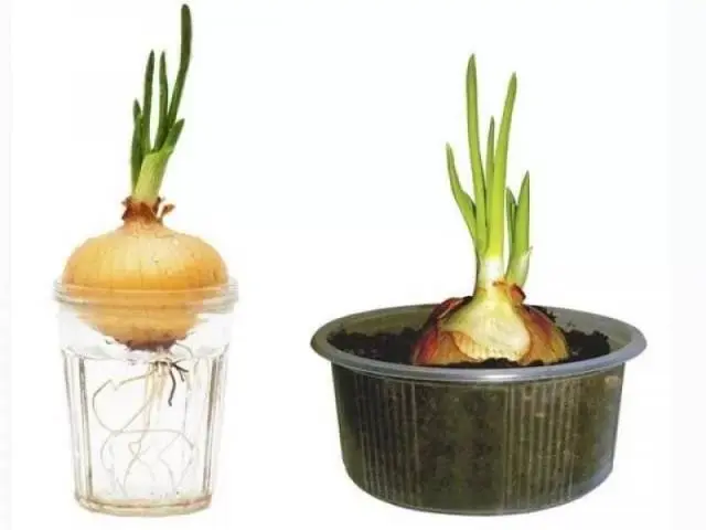 How to plant onions on greens on the windowsill