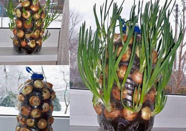 How to plant onions on greens on the windowsill