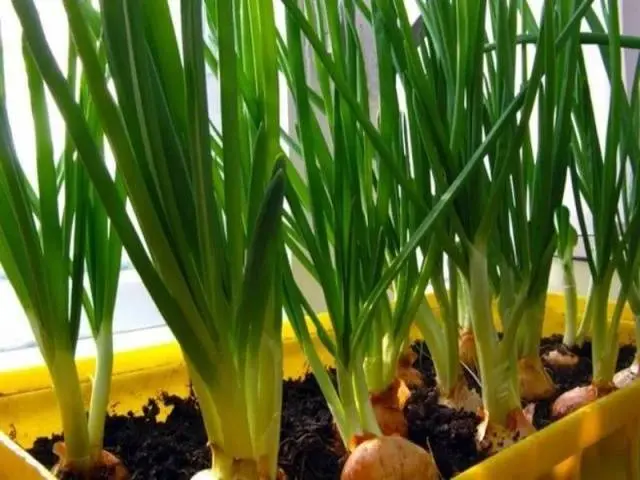 How to plant onions on greens on the windowsill