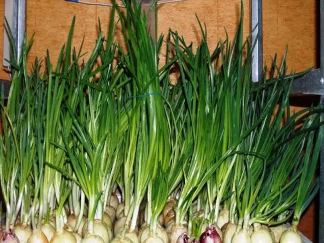 How to plant onions on greens on the windowsill