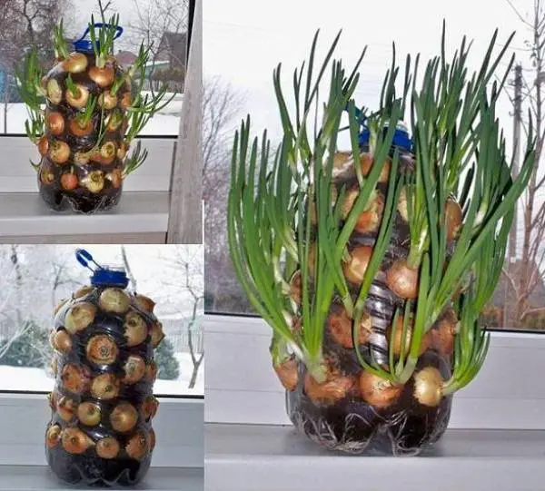 How to plant onions on greens on the windowsill