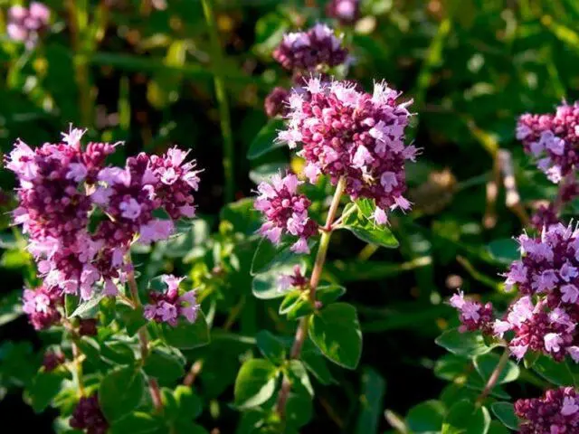 How to plant oregano (oregano) in open ground