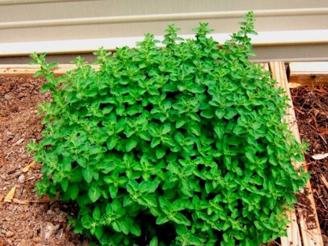 How to plant oregano (oregano) in open ground – Healthy Food Near Me