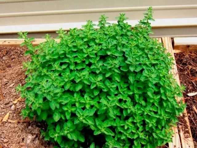 How to plant oregano (oregano) in open ground