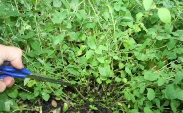 How to plant oregano (oregano) in open ground