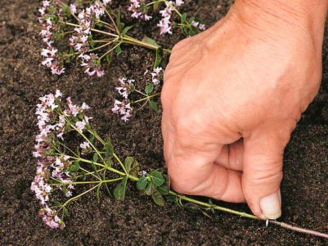 How to plant oregano (oregano) in open ground