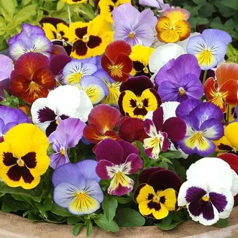 How to plant pansies with seeds