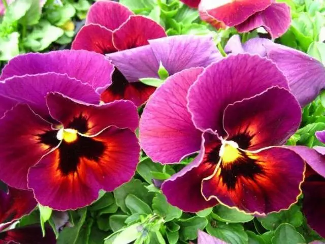 How to plant pansies with seeds