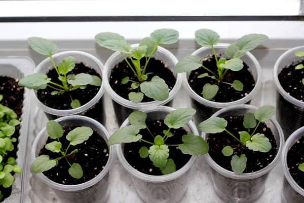 How to plant pansies with seeds