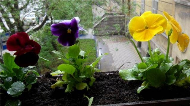 How to plant pansies with seeds