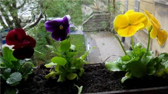 How to plant pansies with seeds