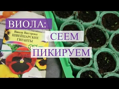 How to plant pansies with seeds