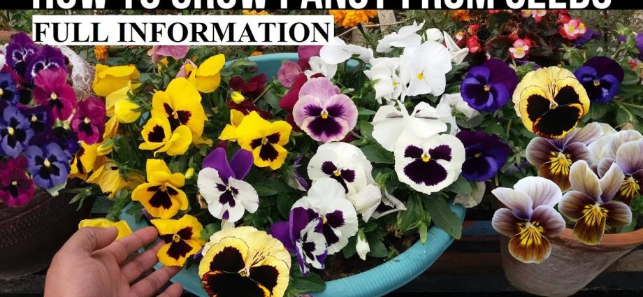 How to plant pansies with seeds